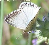 Mariposa naranjita rabicorta - Everes argiades. Segura