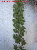 Parra virgen - Parthenocissus tricuspidata. Los Villares