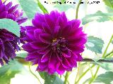 Dalia - Dahlia. Los Villares