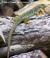 Lagarto ocelado - Lacerta lepida. Segura