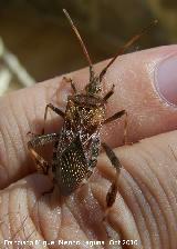 Chinche Leptoglossus occidentalis - Leptoglossus occidentalis. Los Villares