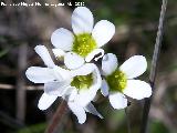 Saxifraga camposii - Saxifraga camposii. Fuente de la Pea - Jan