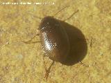 Escarabajo Altise de la patata - Psylliodes affinis. Los Villares