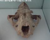 Len - Panthera leo. Crdoba