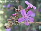 Belesa - Plumbago europaea. Giribaile - Vilches