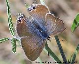 Mariposa canela estriada - Lampides boeticus. Segura