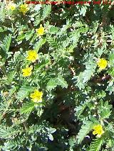 Morisia monanthos - Morisia monanthos. Alcaudete