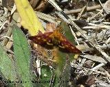 Polilla Pyrausta purpuralis - Pyrausta purpuralis. Segura