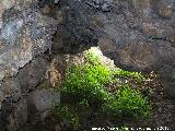 Cueva de Santa Ana. Salida