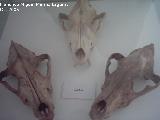 Lobo Ibrico - Canis lupus signatus. Crdoba