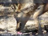 Lobo Ibrico - Canis lupus signatus. Crdoba