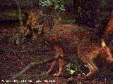 Lobo Ibrico - Canis lupus signatus. Riopar