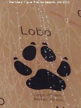 Lobo Ibrico - Canis lupus signatus. Huella