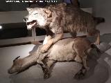 Lobo Ibrico - Canis lupus signatus. Parque de las Ciencias - Granada