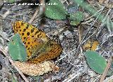 Mariposa lunares de Plata - Mesoacidalia aglaja. Comida por las hormigas. Segura