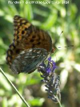 Mariposa lunares de Plata - Mesoacidalia aglaja. Las Castaetas - Villacarrillo