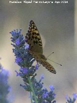 Mariposa lunares de Plata - Mesoacidalia aglaja. Las Castaetas - Villacarrillo