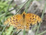 Mariposa lunares de Plata - Mesoacidalia aglaja. Con las alas daadas. Las Castaetas - Villacarrillo