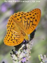 Mariposa lunares de Plata - Mesoacidalia aglaja. Las Castaetas - Villacarrillo