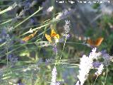 Mariposa lunares de Plata - Mesoacidalia aglaja. Las Castaetas - Villacarrillo