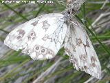 Mariposa Melanargia lachesis - Melanargia lachesis. Cada en una telaraa. El Molinillo - Santiago Pontones