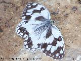 Mariposa Melanargia lachesis - Melanargia lachesis. Caada Saucar - Santiago Pontones