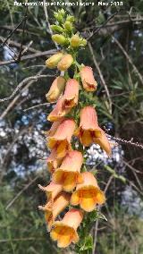 Dedalera obscura - Digitalis obscura. Castillo de San Esteban - Jimena