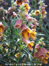 Dedalera obscura - Digitalis obscura. Haza de los Peones - Valdepeas de Jan