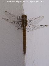 Liblula vulgar - Sympetrum vulgatum. Los Villares