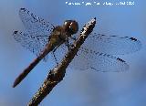 Liblula vulgar - Sympetrum vulgatum. Pilago - Linares