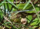 Liblula Platycnemis - Platycnemis pennipes. Ro Guadalquivir - Cazorla
