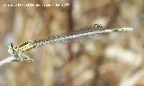 Liblula Platycnemis - Platycnemis pennipes. Los Caones - Jan