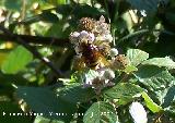 Mosca de las flores - Volucella zonaria. Segura