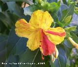 Dondiego de noche - Mirabilis jalapa. Los Villares