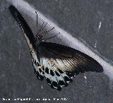 Mariposa Papilio gigante - Papilio cresphontes. Granada