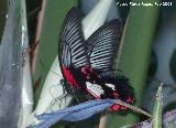 Mariposa Cola de mandarina asitica - Papilio lowi. Granada