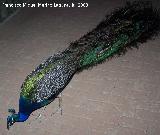 Pjaro Pavo real - Pavo cristatus. Benalmdena