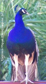 Pjaro Pavo real - Pavo cristatus. Benalmdena