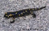 Salamandra