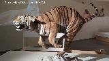 Tigre - Panthera tigris. Parque de las Ciencias - Granada