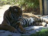 Tigre - Panthera tigris. Crdoba