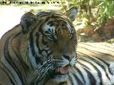 Tigre - Panthera tigris. Crdoba
