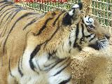 Tigre - Panthera tigris. Tabernas