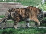 Tigre - Panthera tigris. Zoo de Crdoba