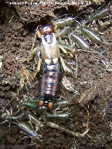 Tijereta - Forficula auricularia. Madre con las crias. La Camua - Castillo de Locubn