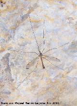Tipula - Tipula oleracea. Los Caones. Jan