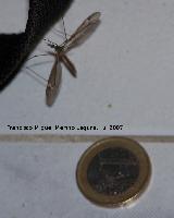 Tipula - Tipula oleracea. Comparacin de tamao con un euro.<br>Los Villares
