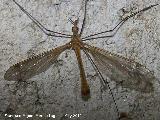 Tipula - Tipula oleracea. Nacimiento - Los Villares