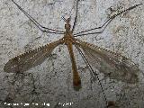 Tipula