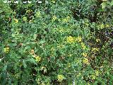 Adelfilla - Bupleurum fruticosum. La Baizuela - Torredelcampo